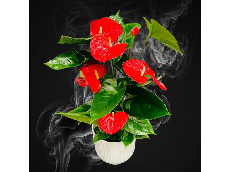 product image for Anthurium Red Winner 15cm