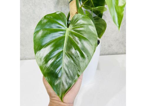 gallery image of Philodendron Scandens on pole