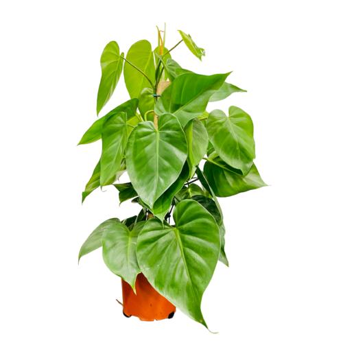 image of Philodendron Scandens on pole