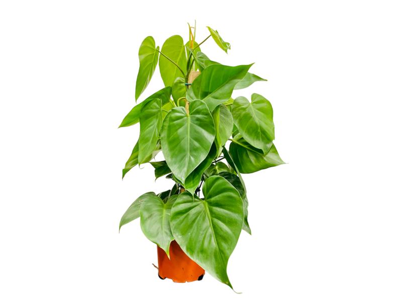 product image for Philodendron Scandens on pole