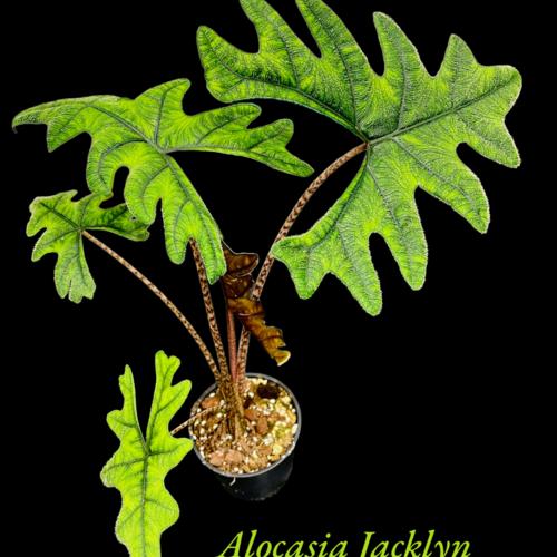 image of Alocasia Jacklyn 12cm
