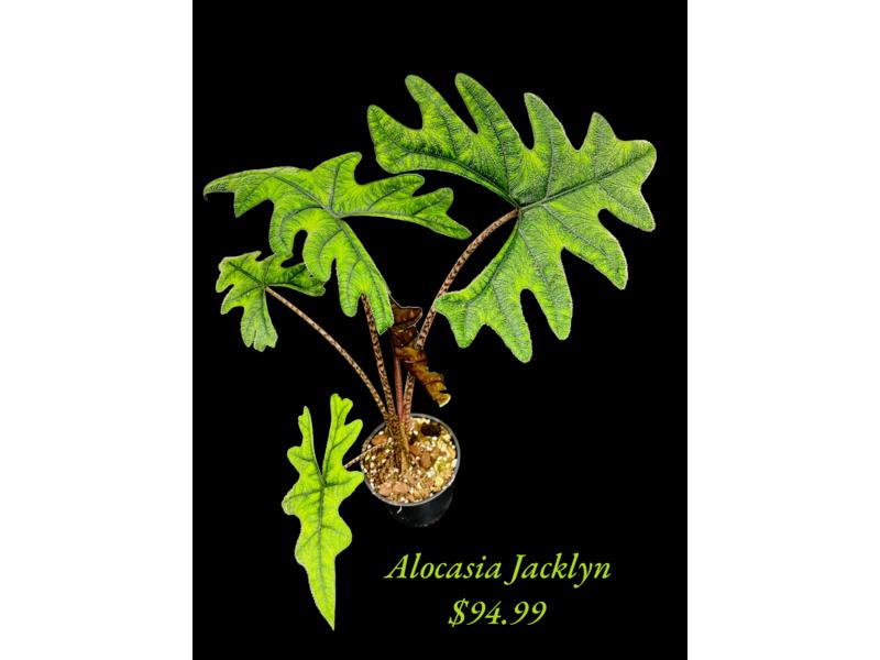 product image for Alocasia Jacklyn 12cm