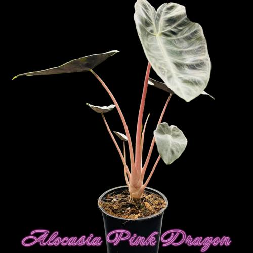 image of Alocasia Pink Dragon 12cm
