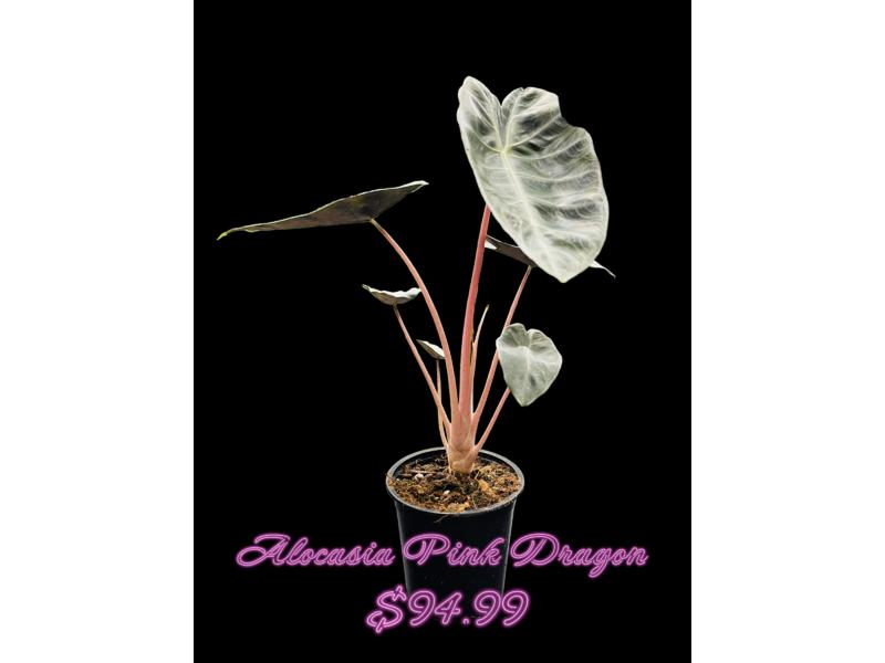 product image for Alocasia Pink Dragon 12cm