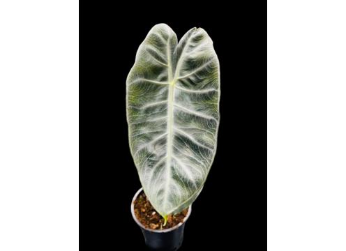 gallery image of Alocasia Pink Dragon 12cm