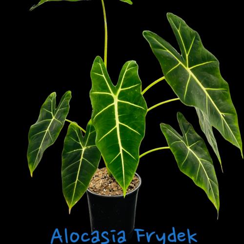 image of Alocasia Frydek 17cm