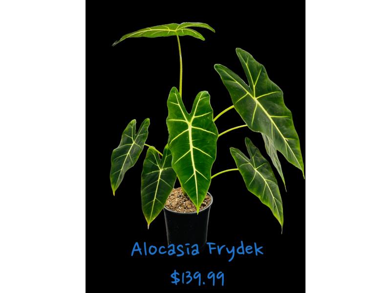 product image for Alocasia Frydek 17cm