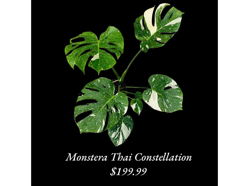 product image for Monstera Thai Constellation 17cm