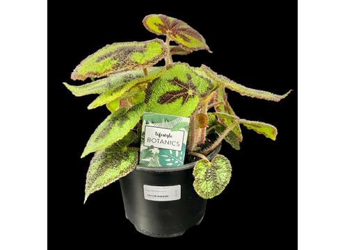 gallery image of Begonia Masoniana 14cm