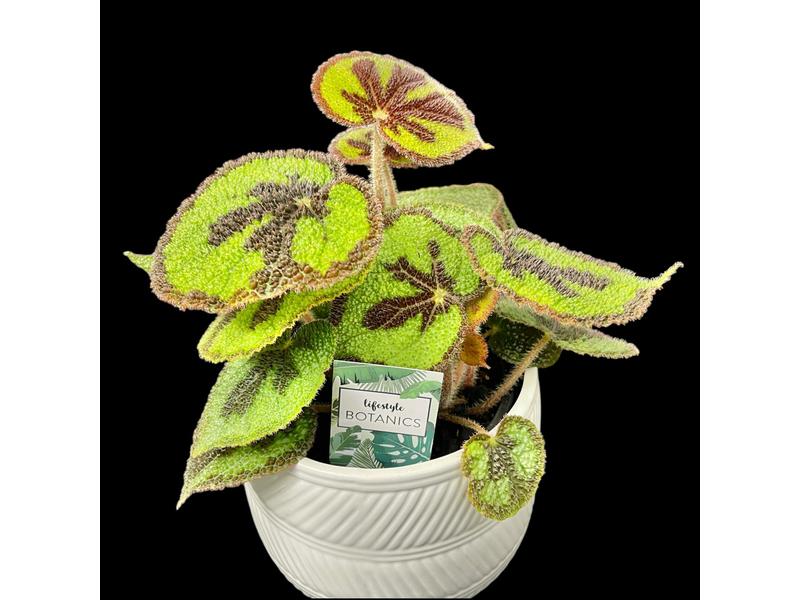 product image for Begonia Masoniana 14cm