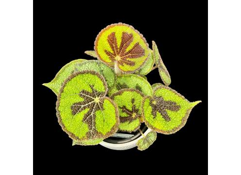 gallery image of Begonia Masoniana 14cm