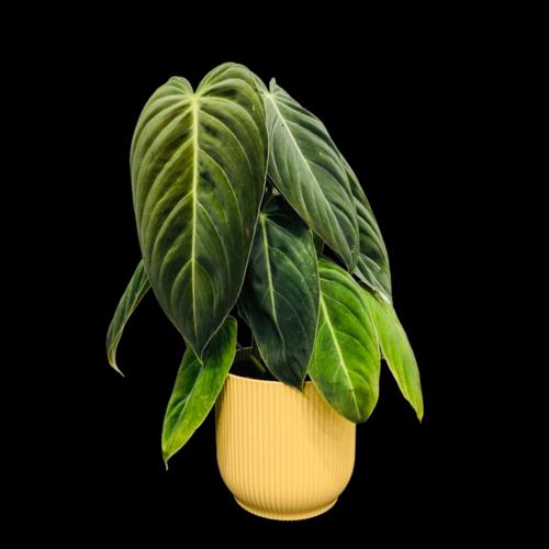 image of Philodendron Melanochrysum 1.3lt