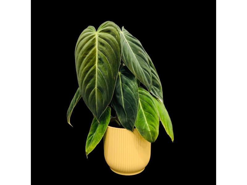 product image for Philodendron Melanochrysum 1.3lt