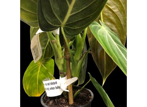 gallery image of Philodendron Melanochrysum 1.3lt
