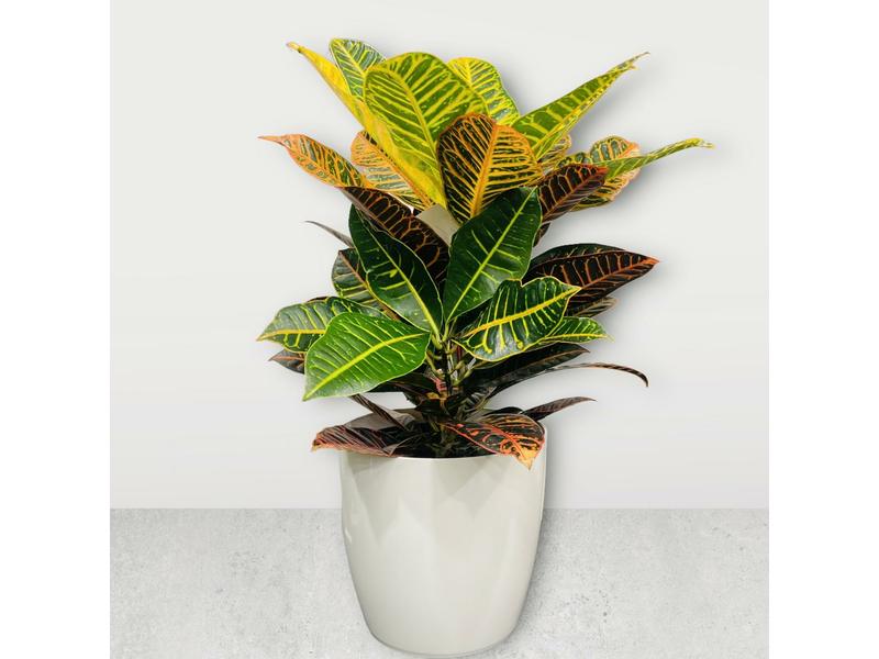 product image for Croton Petra 25cm
