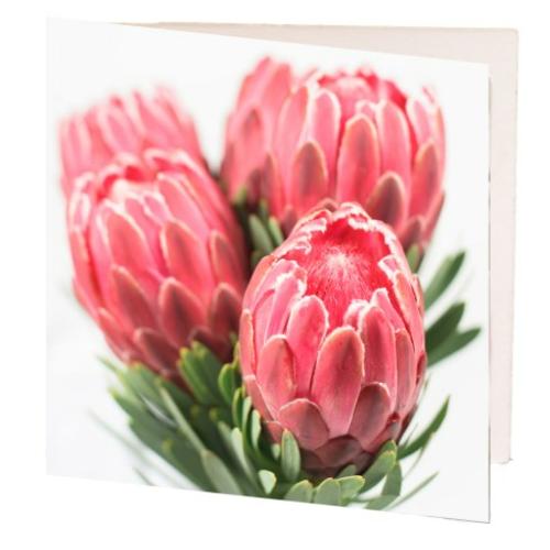 image of Pink Proteas 