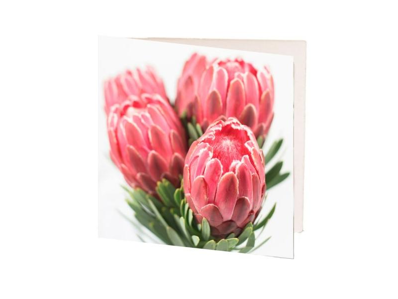product image for Pink Proteas 