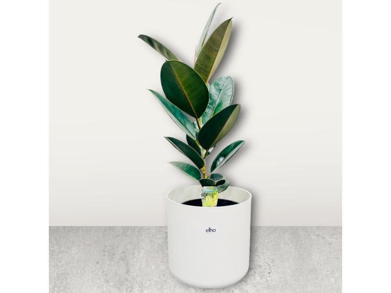 product image for Ficus Black Knight 20cm