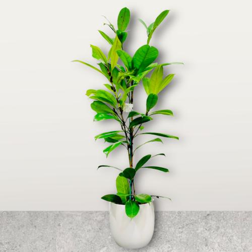 image of Ficus Cyathistipula 2.5lt