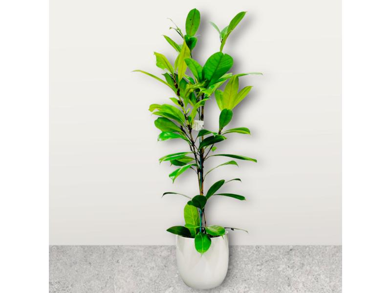 product image for Ficus Cyathistipula 2.5lt
