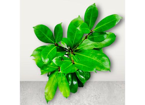 gallery image of Ficus Cyathistipula 2.5lt