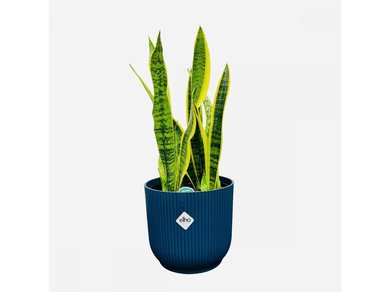 product image for Sansevieria Varigated 20cm