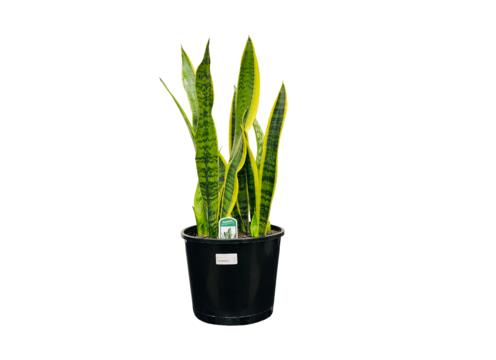 gallery image of Sansevieria Varigated 20cm