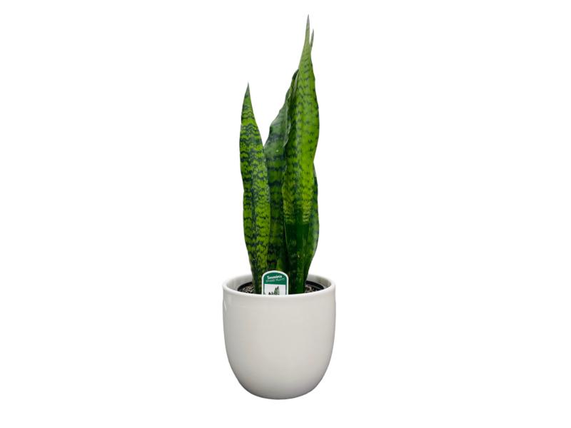 product image for Sansevieria Black Coral 14cm