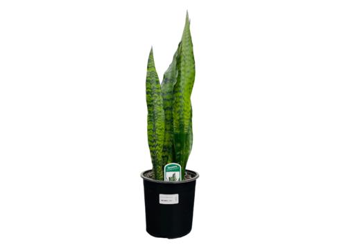 gallery image of Sansevieria Black Coral 14cm
