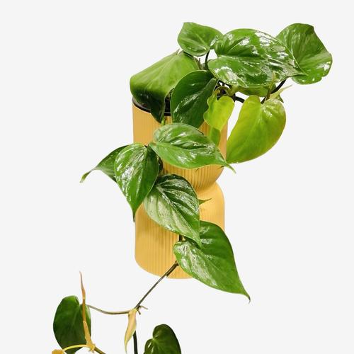 image of Philodendron Scandend 14cm