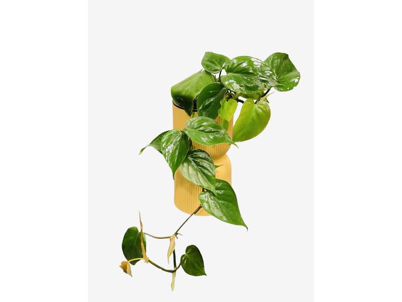 product image for Philodendron Scandend 14cm
