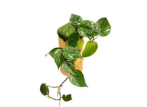 gallery image of Philodendron Scandend 14cm
