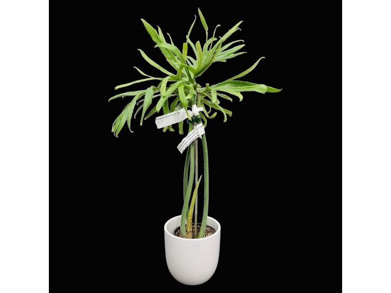 product image for Philodendron Elegans 1.5lt