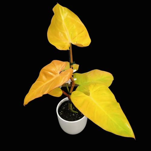 image of Philodendron Rose Gold 2lt