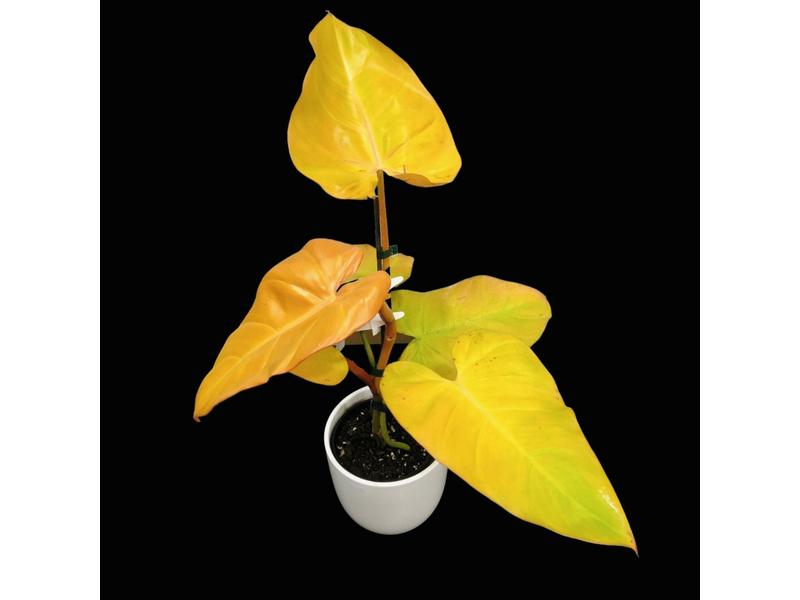 product image for Philodendron Rose Gold 2lt
