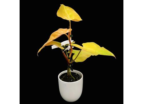 gallery image of Philodendron Rose Gold 2lt