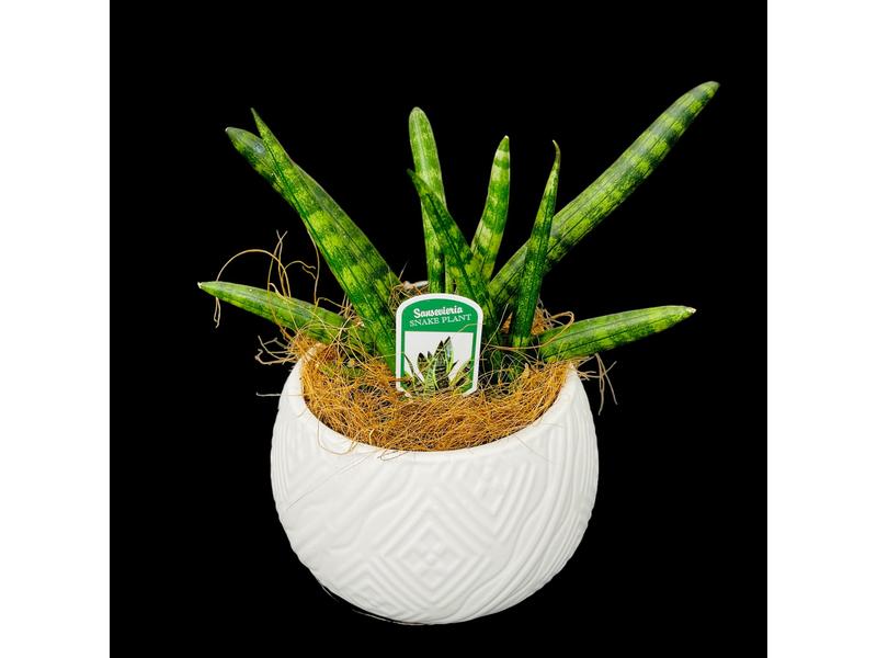 product image for Sanseveria