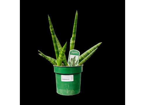gallery image of Sanseveria