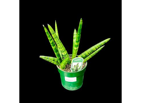 gallery image of Sanseveria