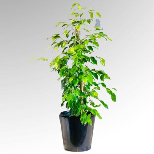 image of Ficus Reginald 25cm