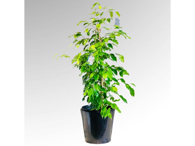 product image for Ficus Reginald 25cm