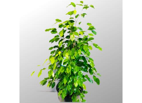gallery image of Ficus Reginald 25cm