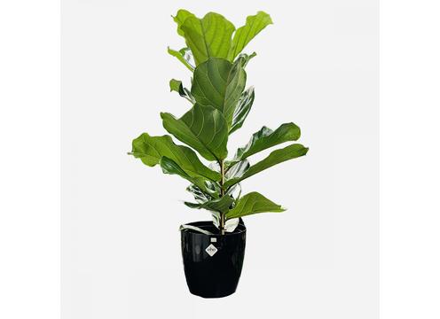 gallery image of Ficus Lyrata 25cm
