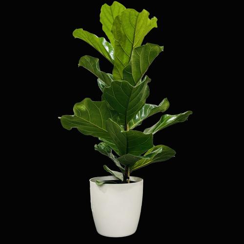 image of Ficus Lyrata 25cm