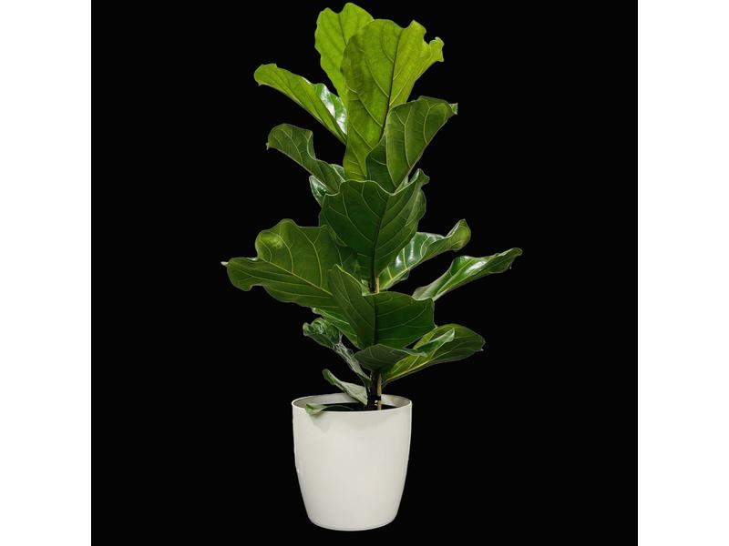 product image for Ficus Lyrata 25cm
