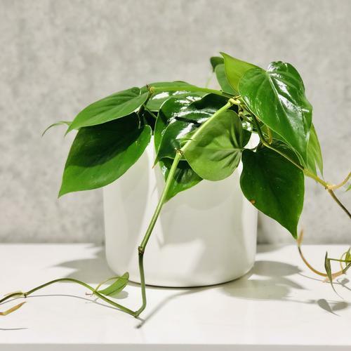 image of Philodendron Scandens
