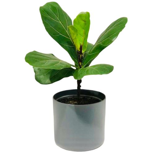 image of Ficus Lyrata