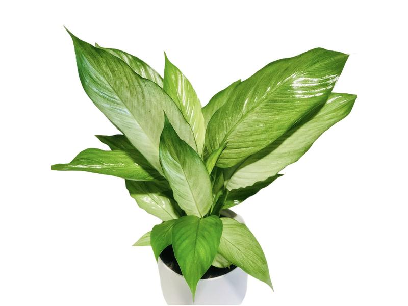 product image for Spathiphyllum Silver