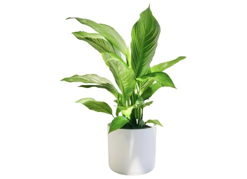 gallery image of Spathiphyllum Silver