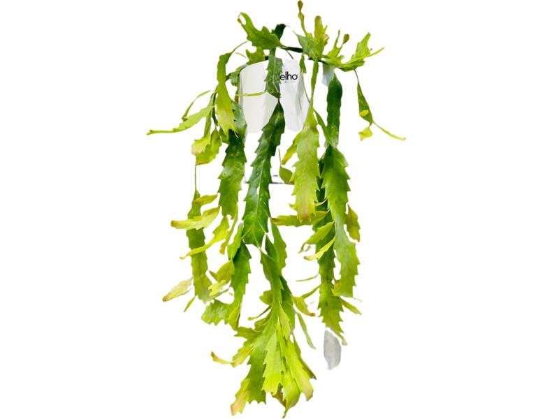 product image for Pseudorhipsalis Snowdrop Cactus basket